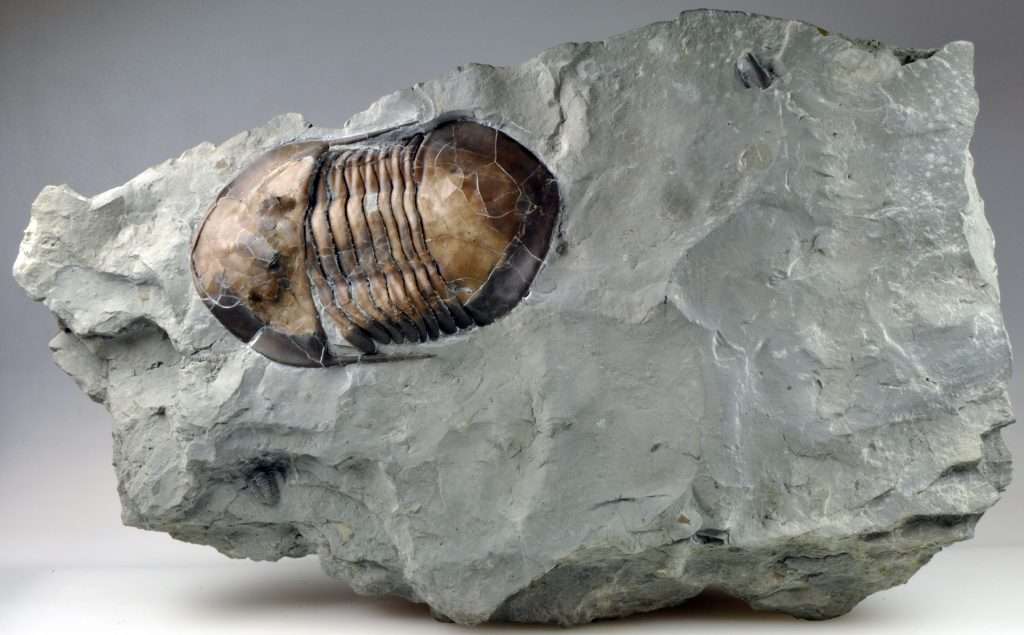 Trilobites