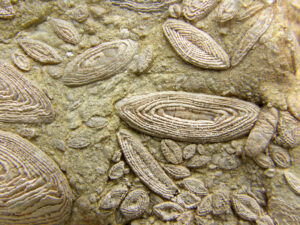 Fósiles invertebrados y flora españoles