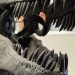 Imagen de fósil de dinosaurio