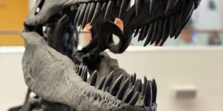 Imagen de fósil de dinosaurio