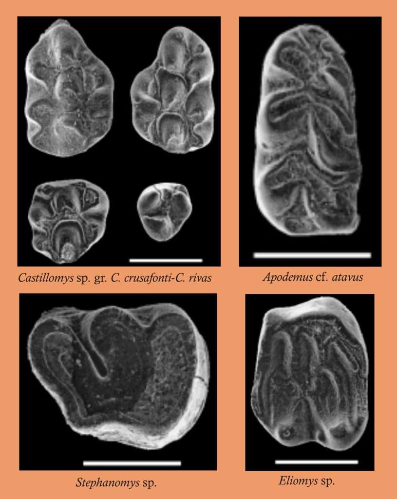 Muestra de dientes de roedores recuperados en Fonelas P-1