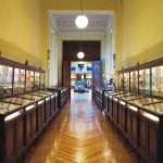 n estas vitrinas podemos observar la colección de paleontología sistemática de Invertebrados