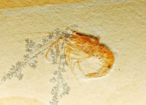 Paleontología sistemática de invertebrados