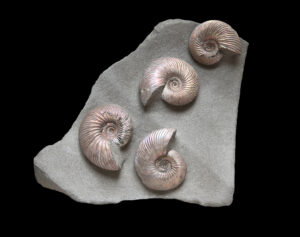 Fósiles extranjeros