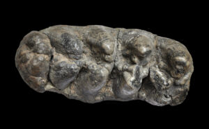 Vertebrados fósiles españoles