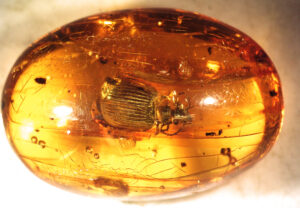 Stenognathus sp. en ámbar fósil. Insecto coleóptero. Santo Domingo (República Dominicana). Mioceno