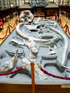 Anancus arvernensis. Mastodonte. Las Higueruelas (Ciudad Real, España). Plioceno