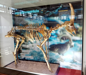 Capra ibex. Artiodáctilo rumiante. Cueva del Reguerillo (Comunidad de Madrid, España). Pleistoceno superior.